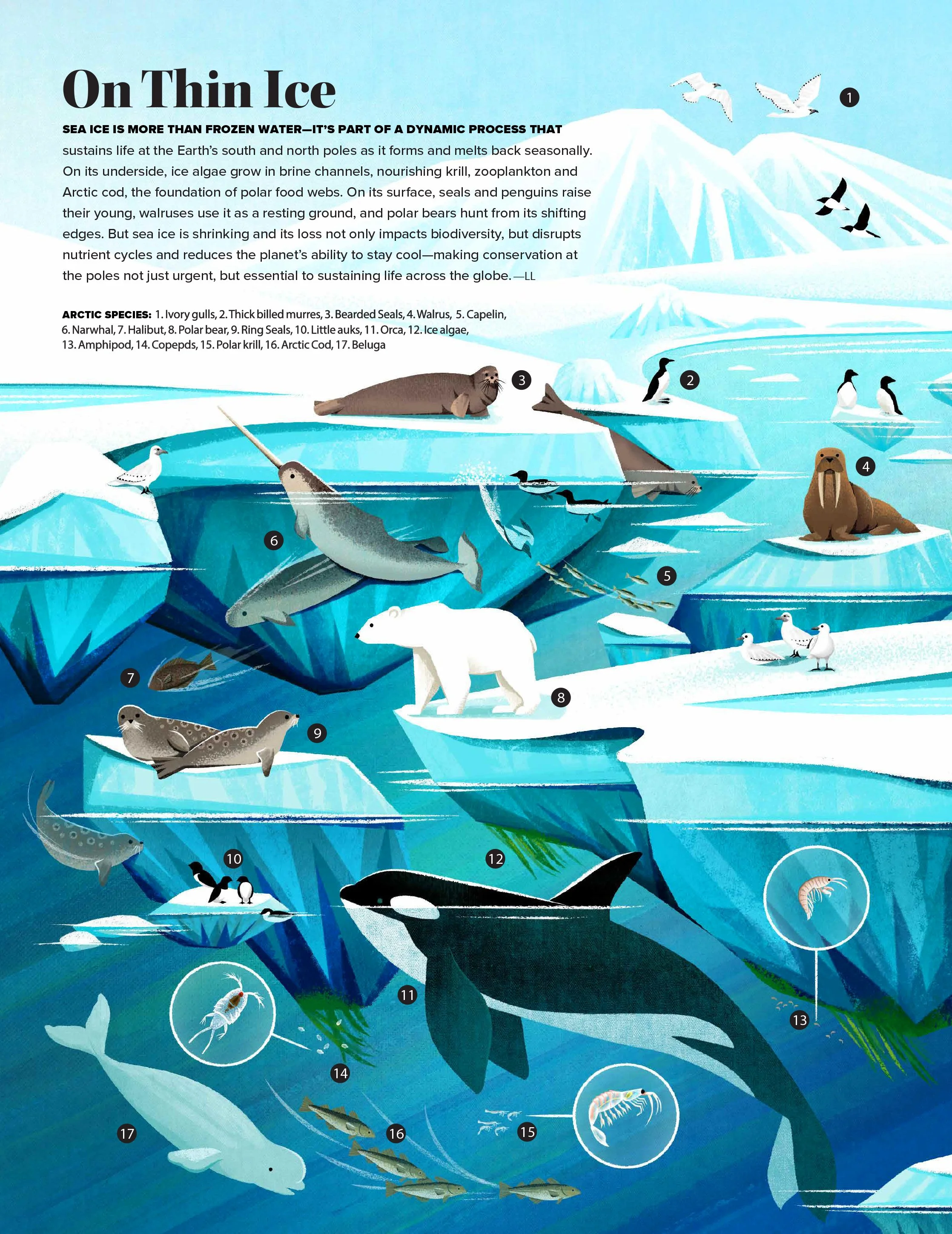 SeaIce-2.jpg