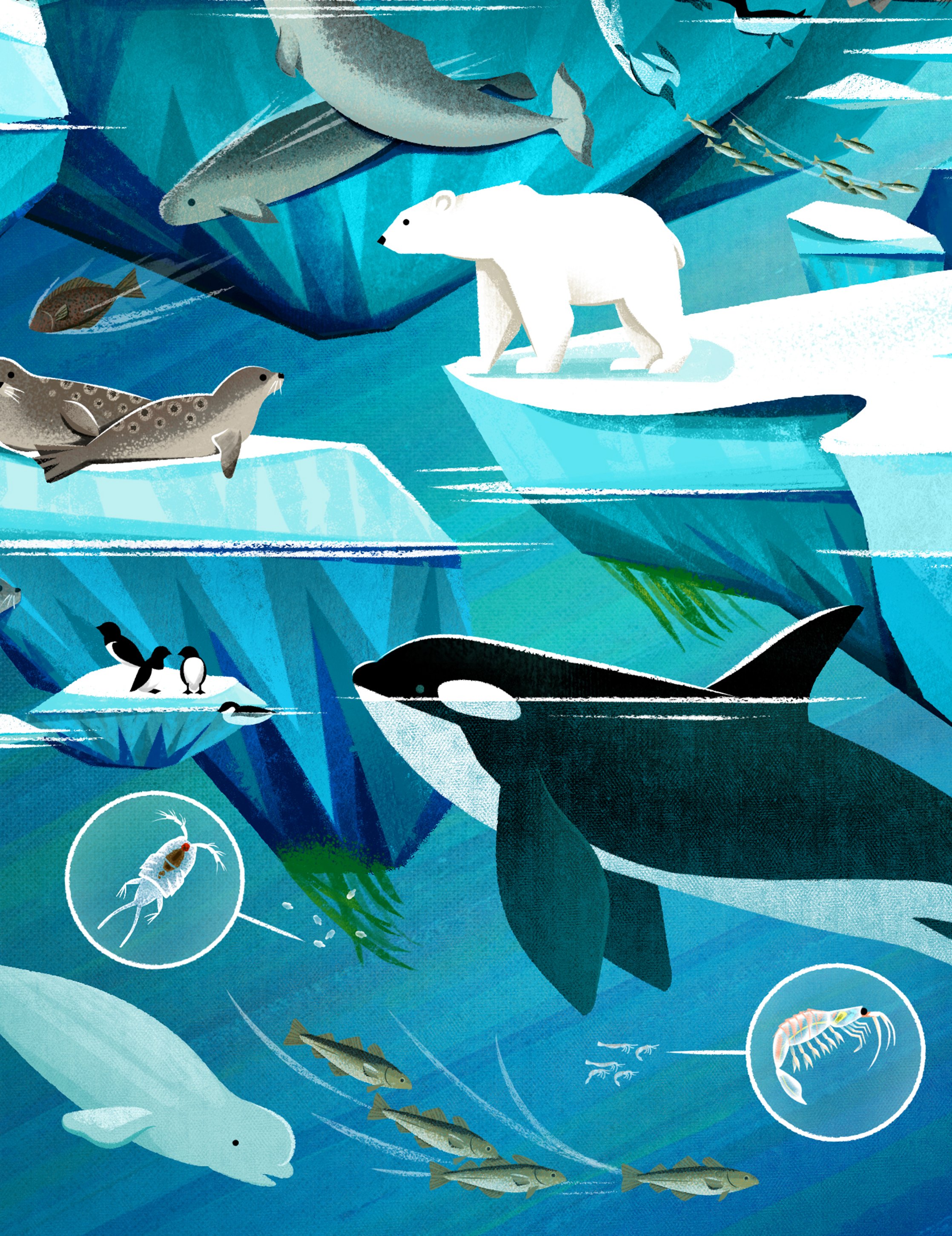 SeaIce-4.jpg