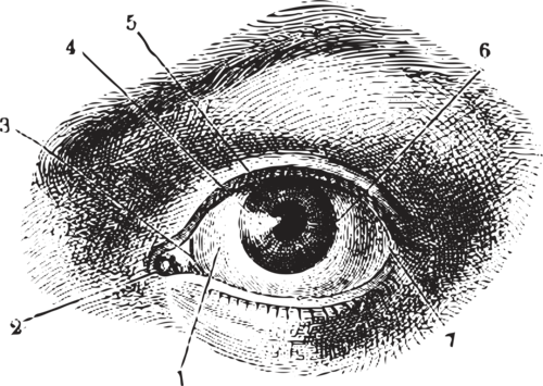 OJO.png