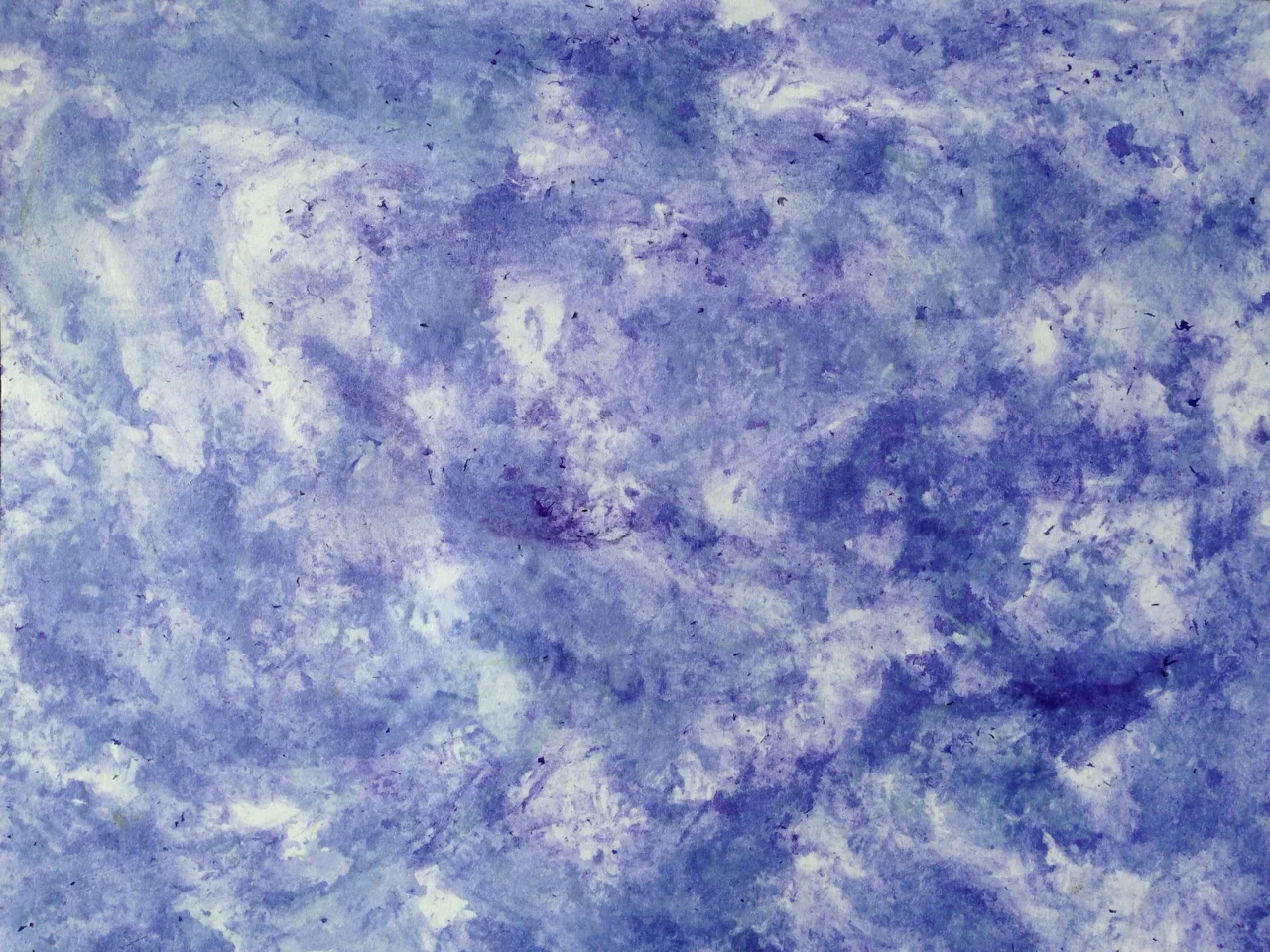 Campanula