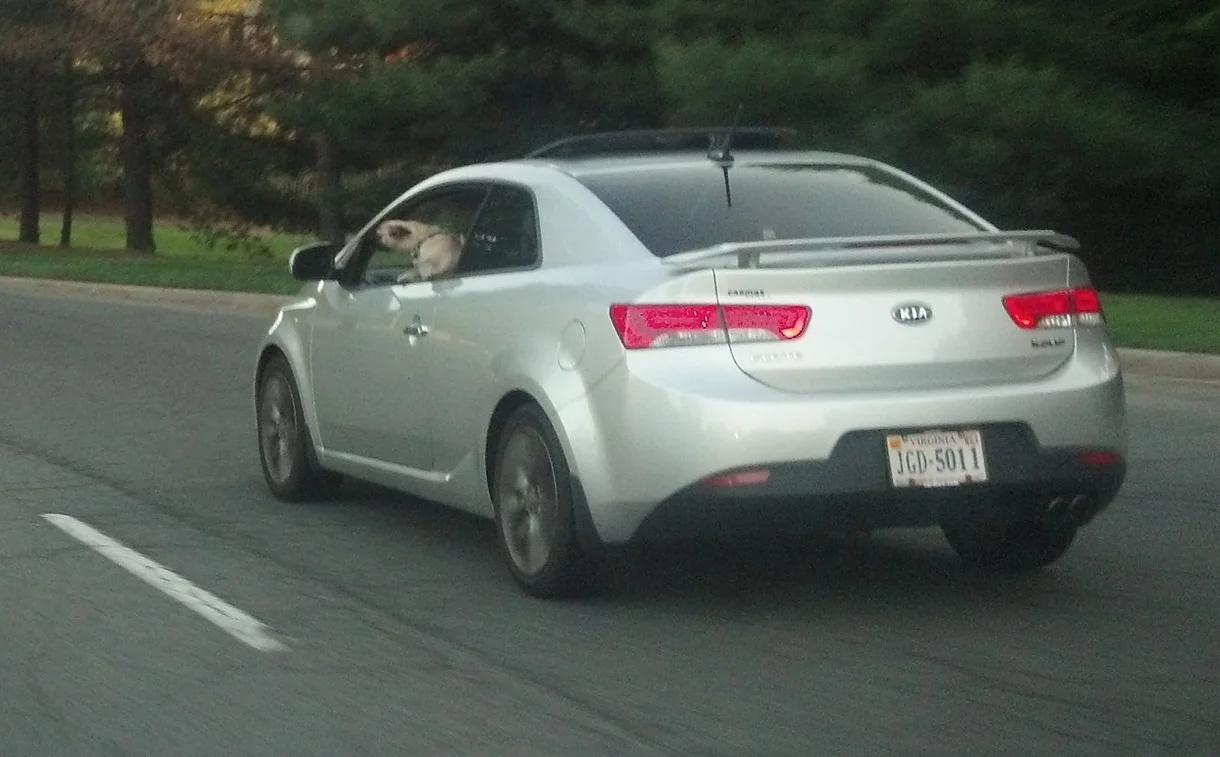 Is that a Pug driving that car?