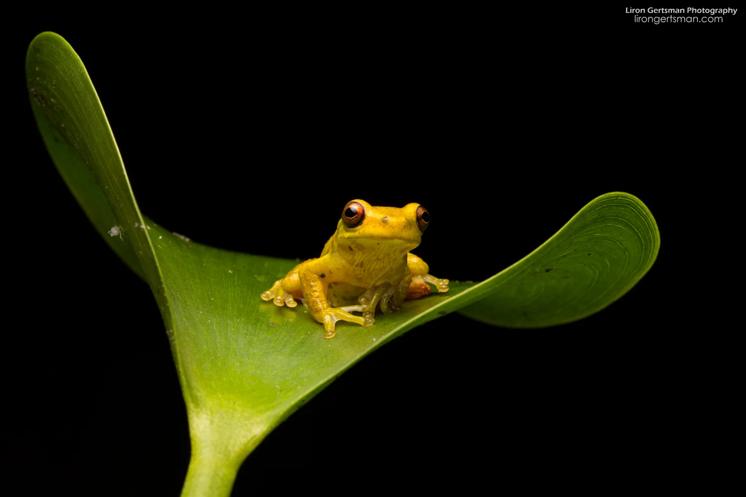 executioner-clown-frog-2-web.jpg
