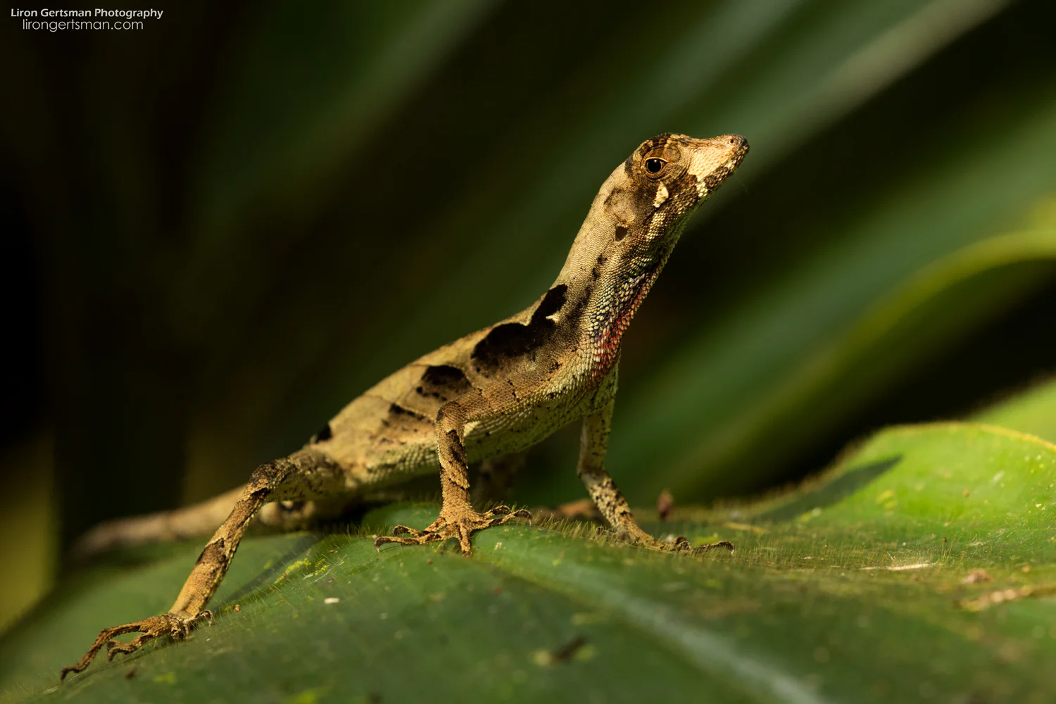 Lyre-Anole-web.jpg