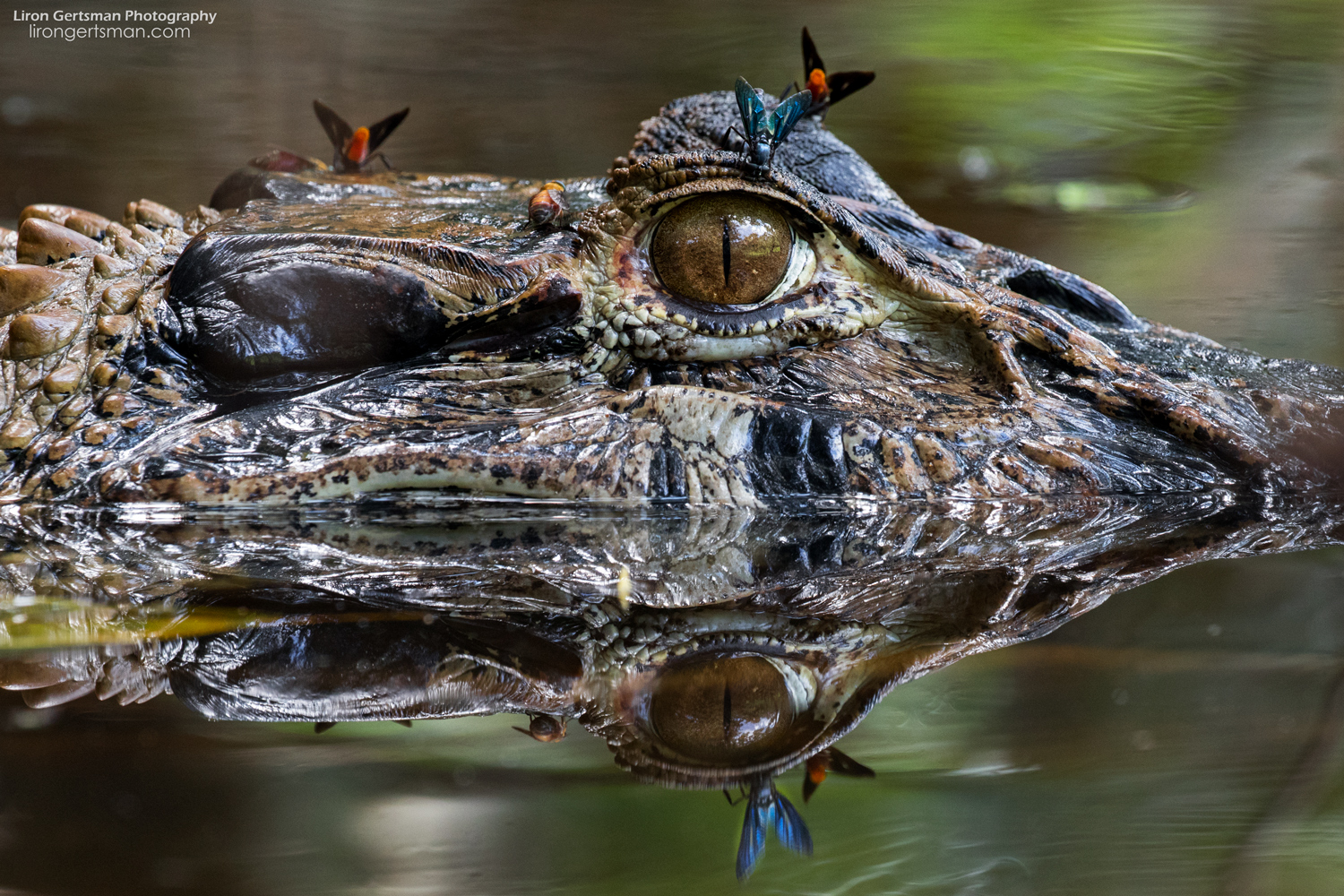 Tours from the lodges of the Kichwa Añangu people may encounter the iconic Black Caiman. Sightings of animals like this help educate tourists about the wildlife of the region.