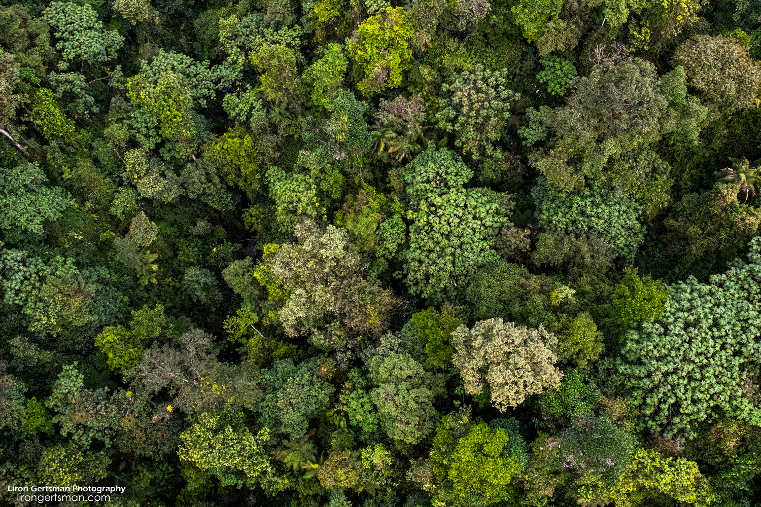 Located close to Quito, is the small town of Mindo. Mindo is located in pristine and beautiful cloud forest. This incredible area is a hotspot for herpetologists: people who study reptiles and amphibians.