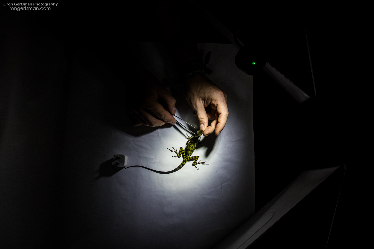 Some animals are temporarily brought to the lab, including this Equatorial Anole. In the lab, animals are closely studied and photographed before being returned to the wild.