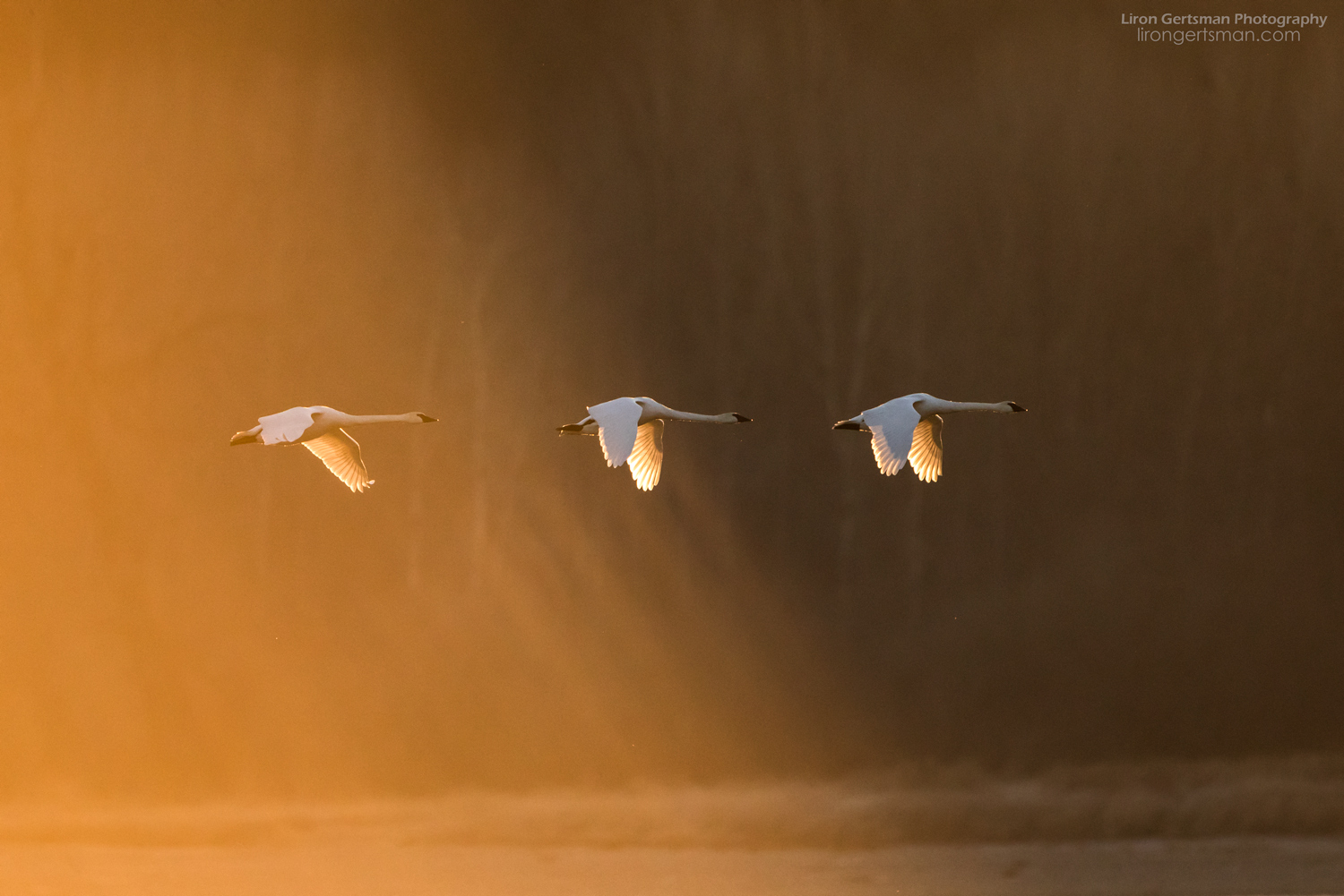 Trumpeter-Swans-at-Sunrise-WEB.jpg