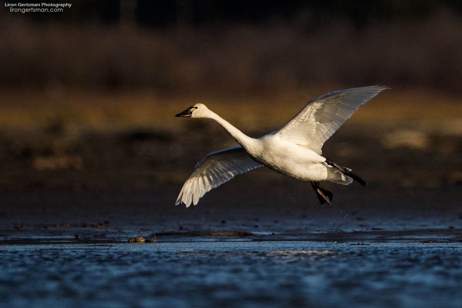 Tunrda-Swan-web.jpg