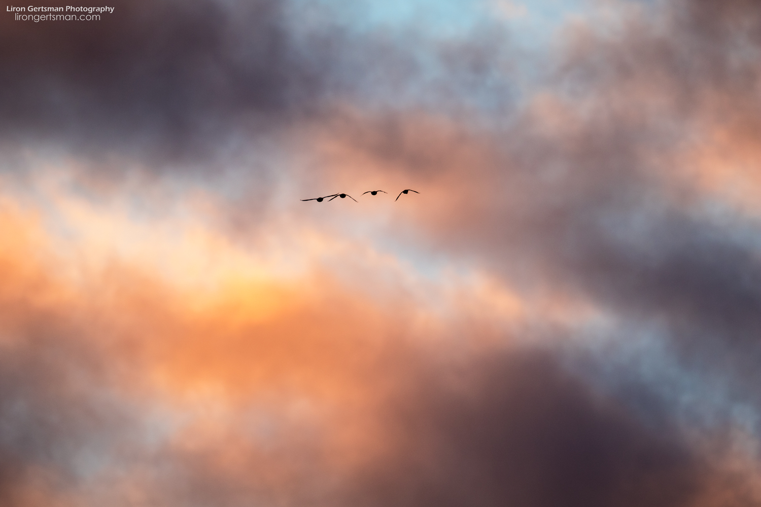 Ducks-flying-at-sunset.jpg