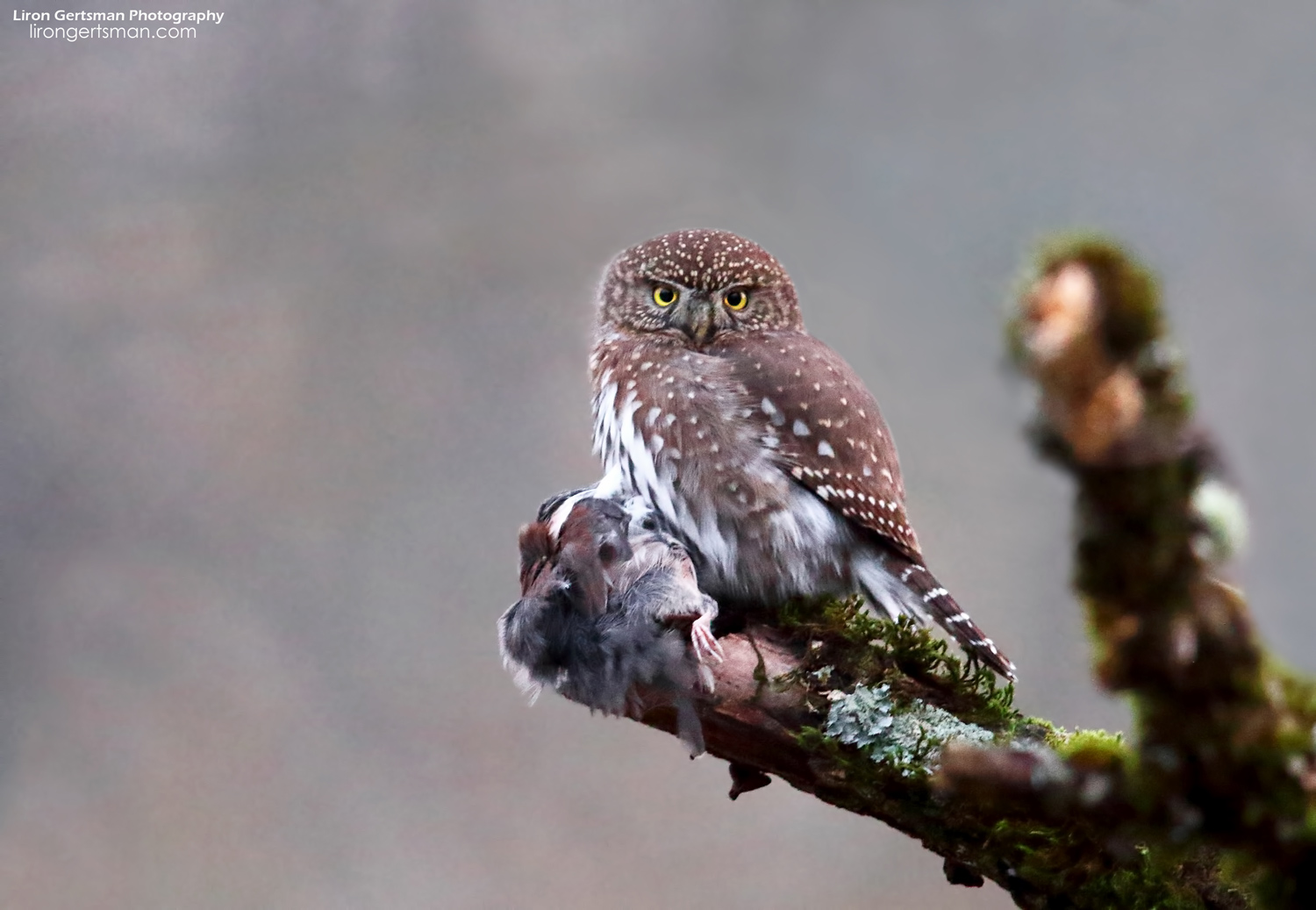 Northern-Pygmy-Owl-web.jpg