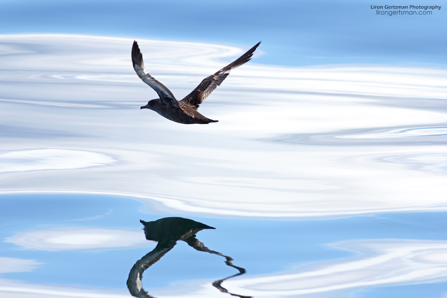 Shearwater-Reflections-web.jpg