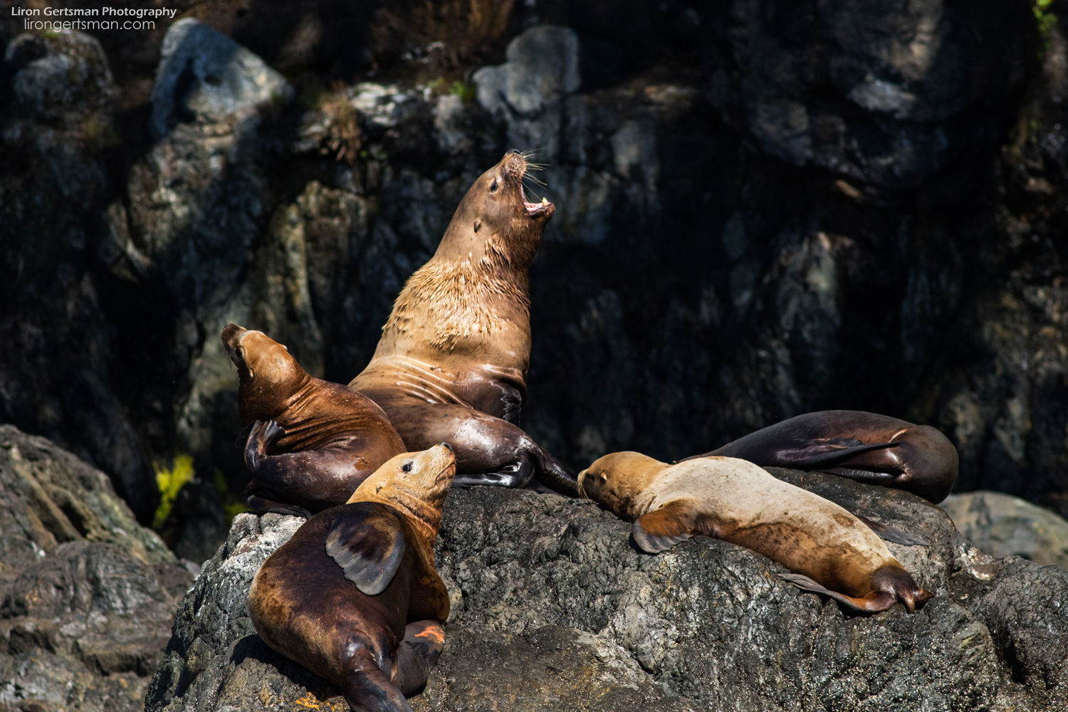 Sea-Lions1-web.jpg