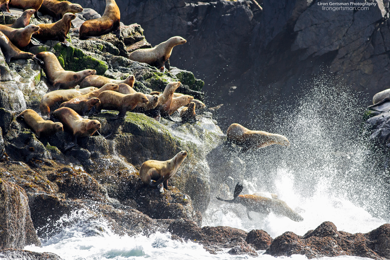 Sea-lions-web.jpg