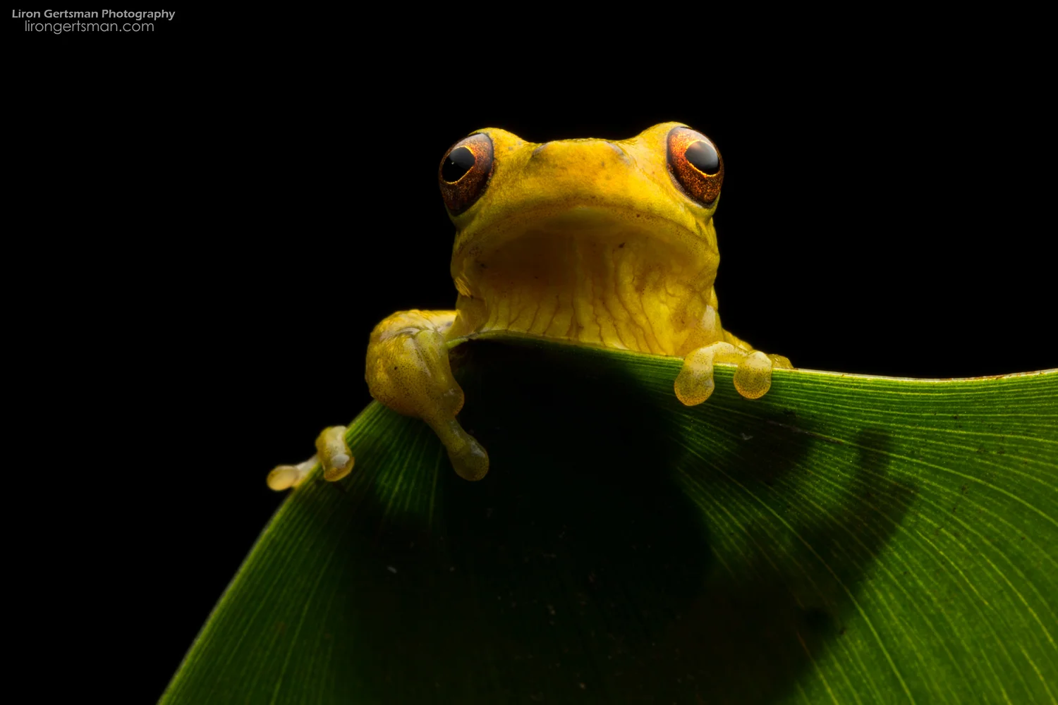 executioner-clown-frog-web.jpg