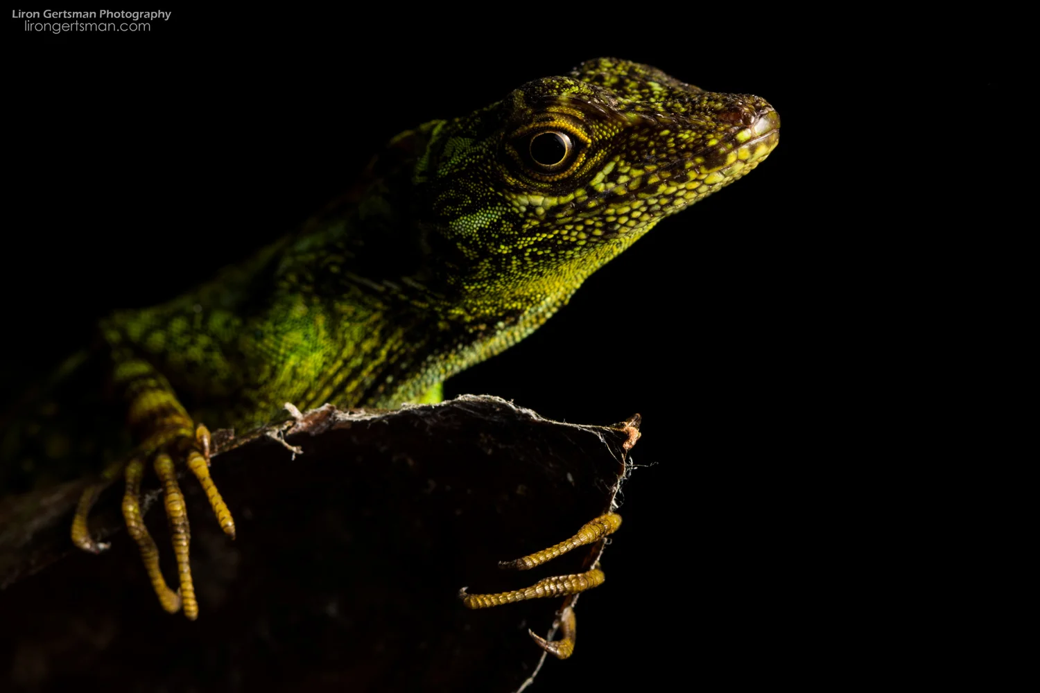 Equatorial-Anole-2-web.jpg