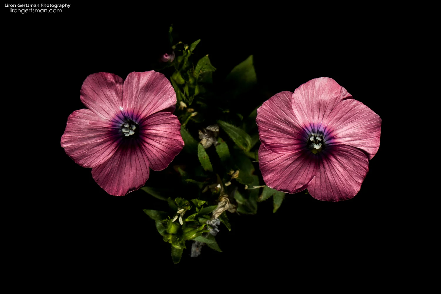 Flowers-web.jpg