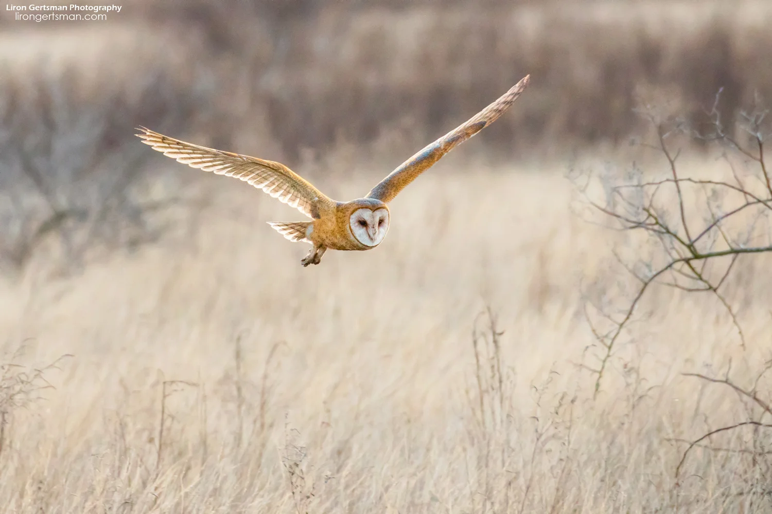 Barn-Owl-web.jpg