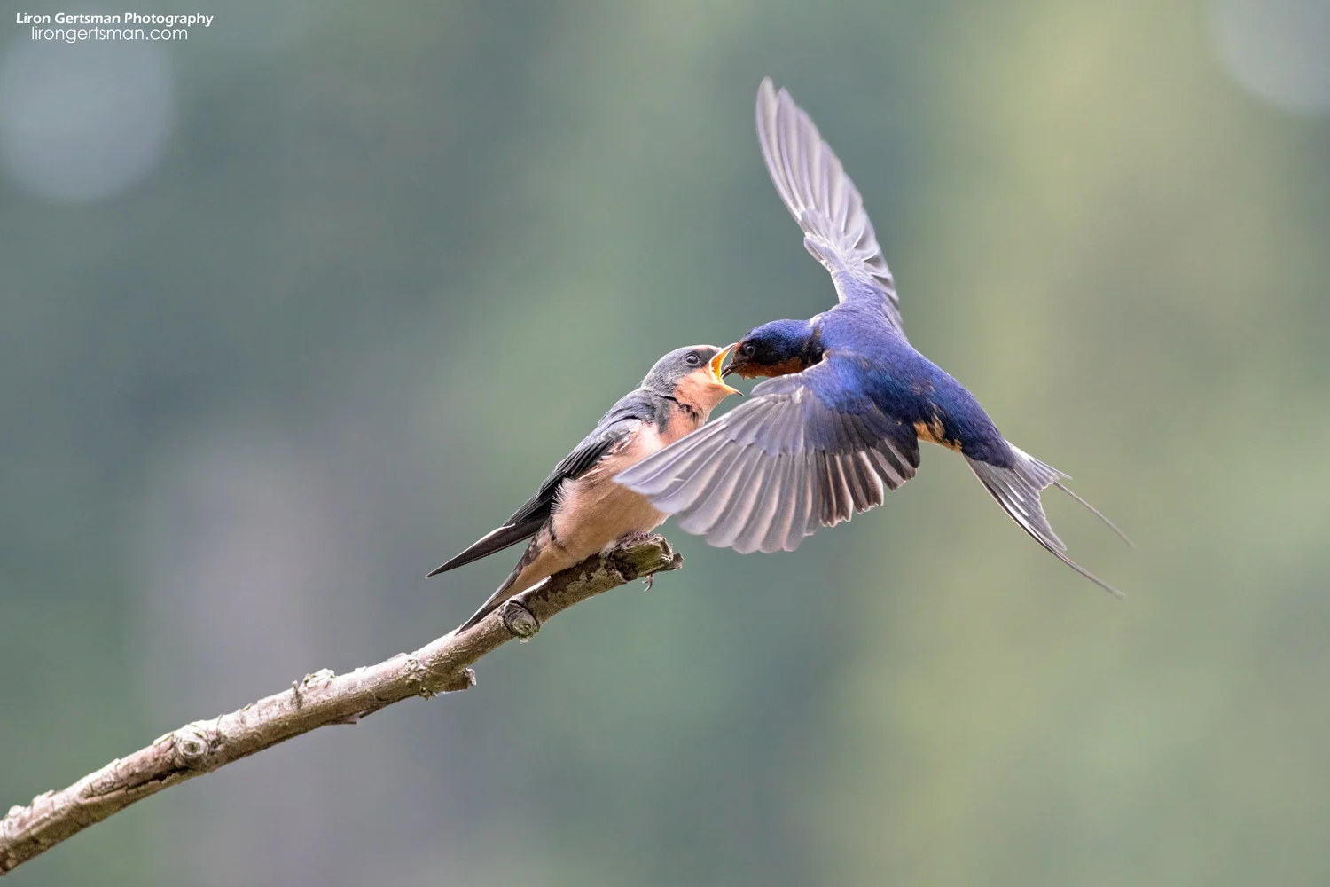 Barn-Swallows-web.jpg