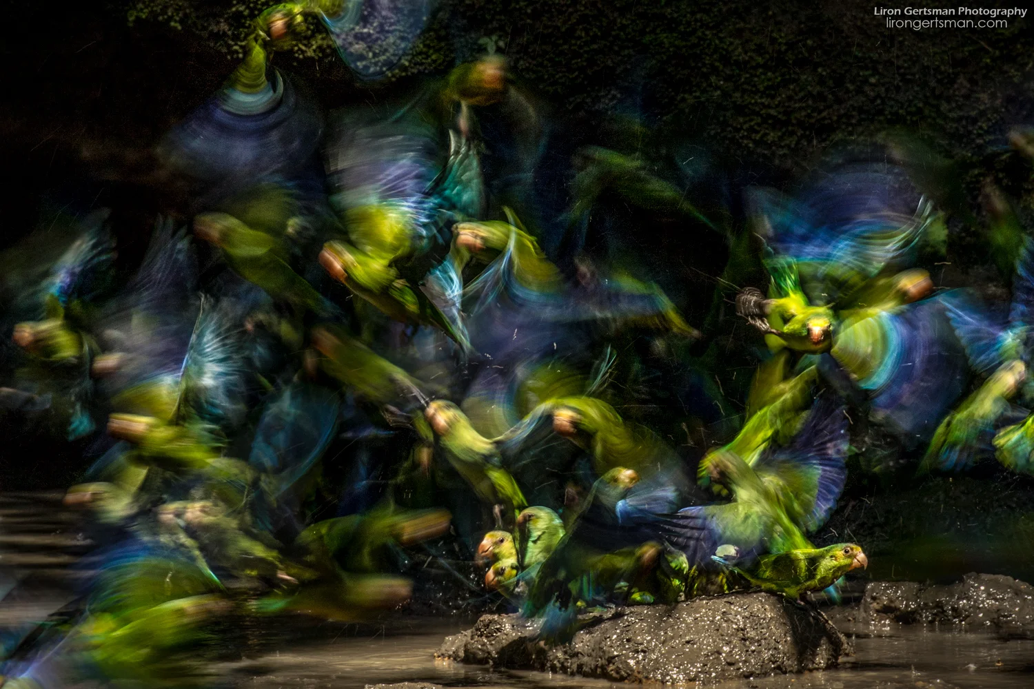 Cobalt-winged-Parakeets1-web.jpg