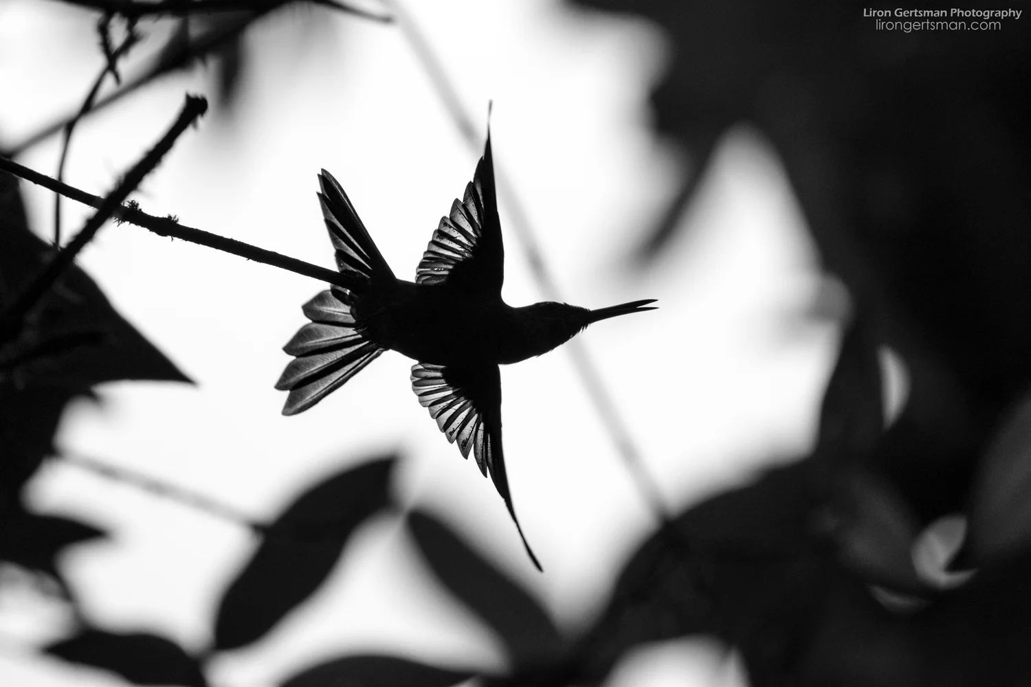 Fawn-breasted-Brilliant-take-off-silloughete-web.jpg