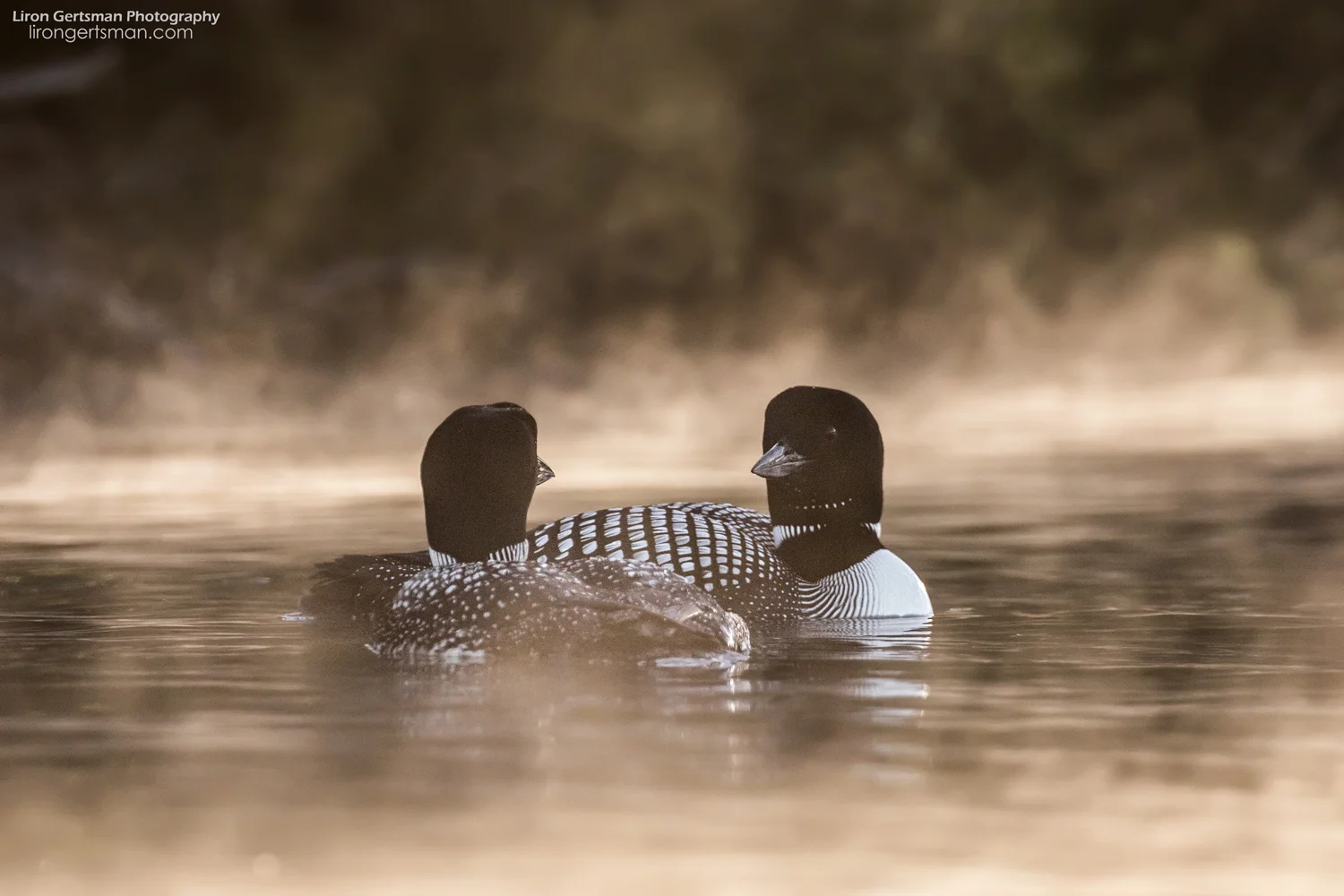 Common-Loons-web.jpg