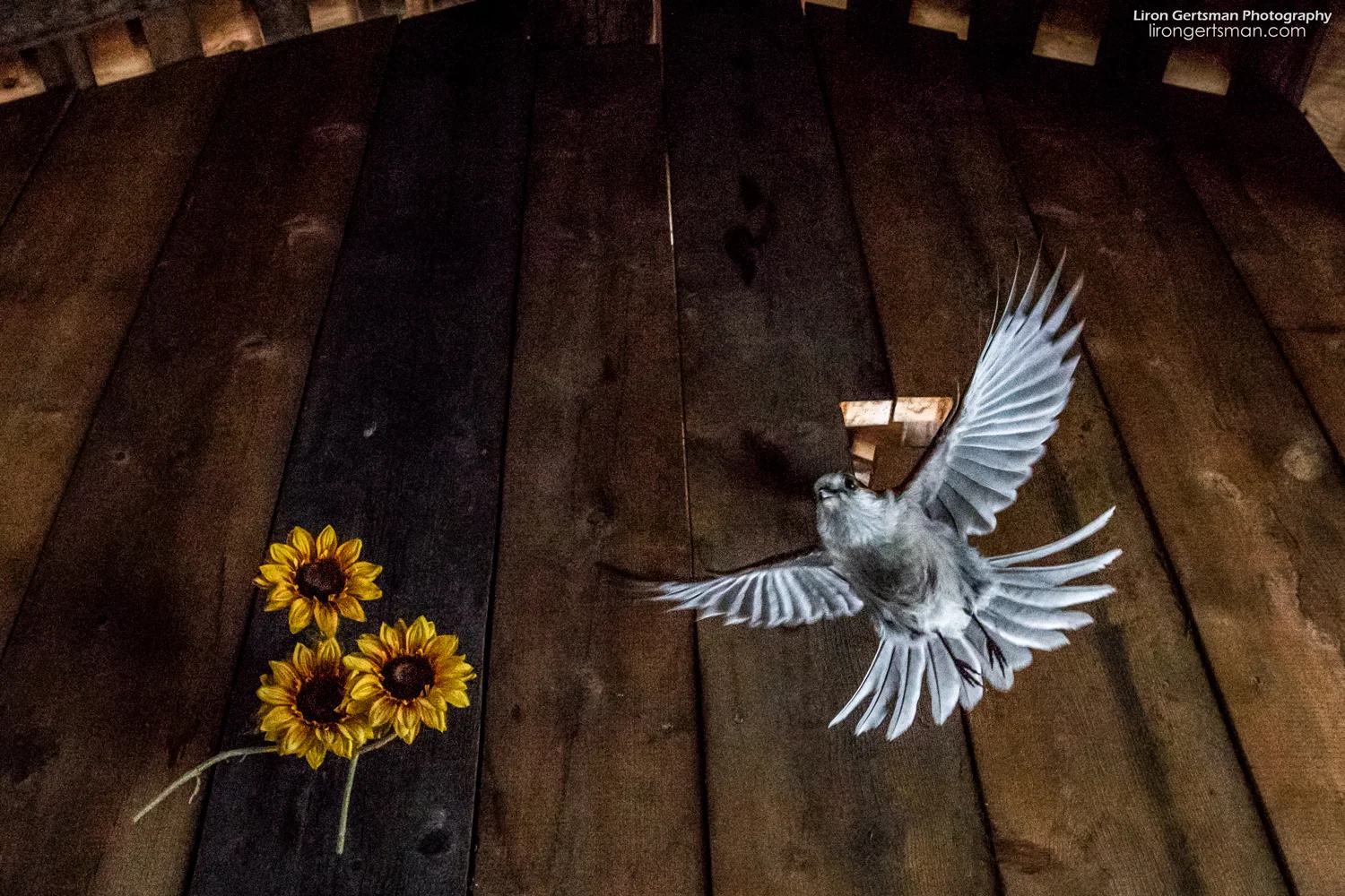 Gray-Jay-web.jpg