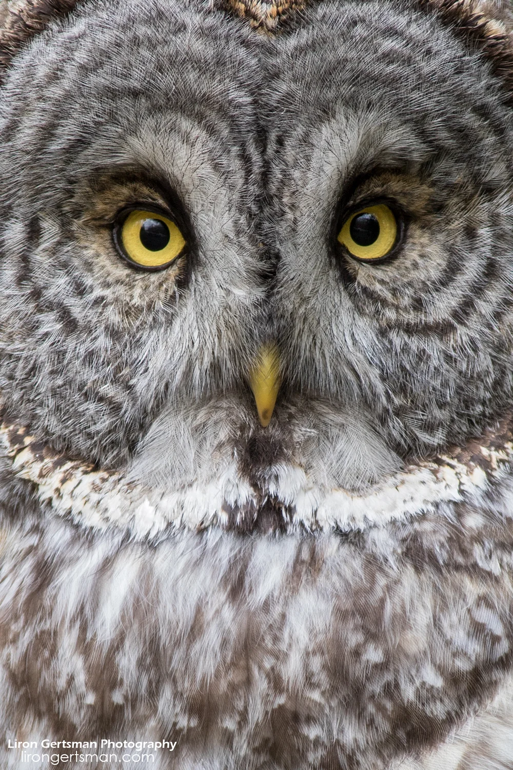 Great-Gray-Owl-3-web.jpg