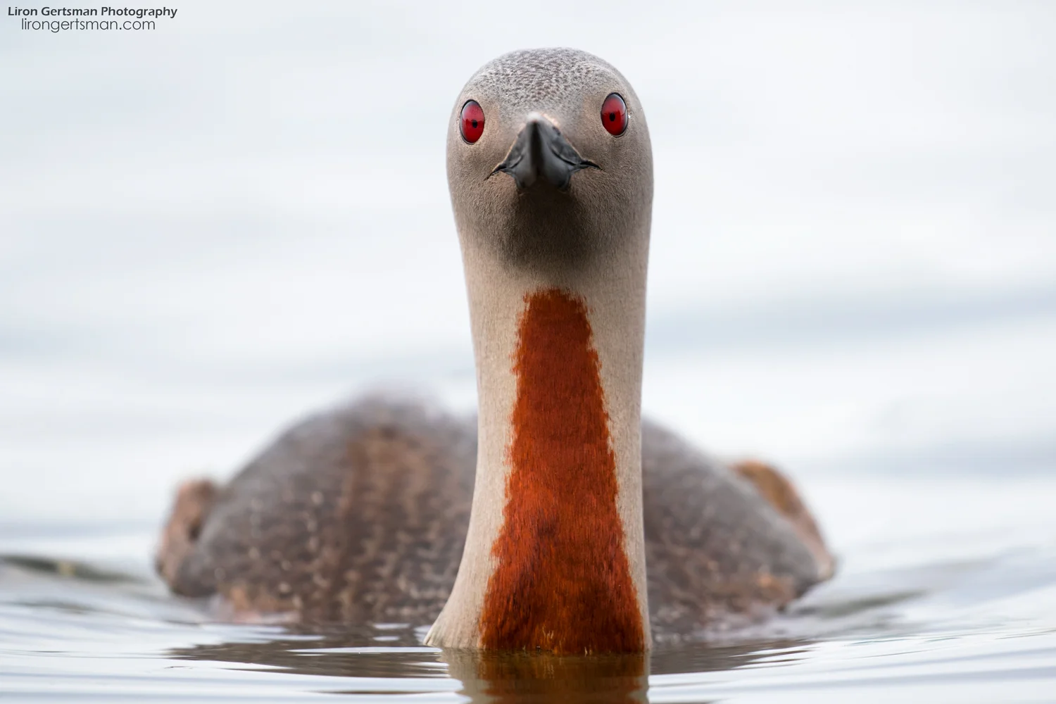 Red-throated-Loon-head-on-web.jpg