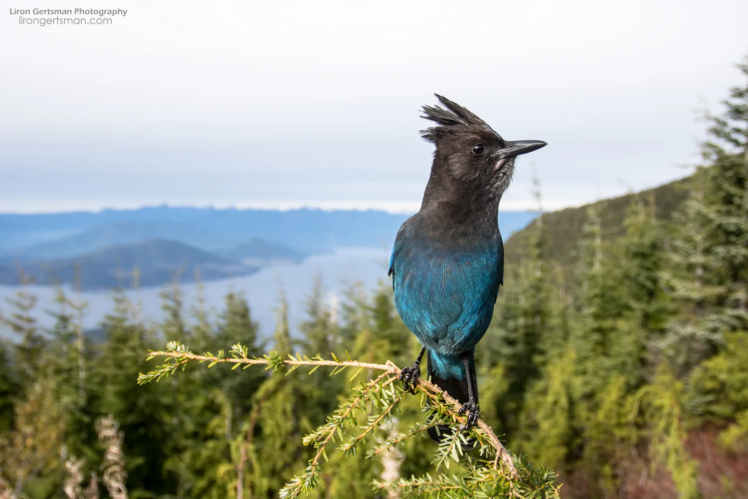 Steller's-Jay-wide-angle-web.jpg