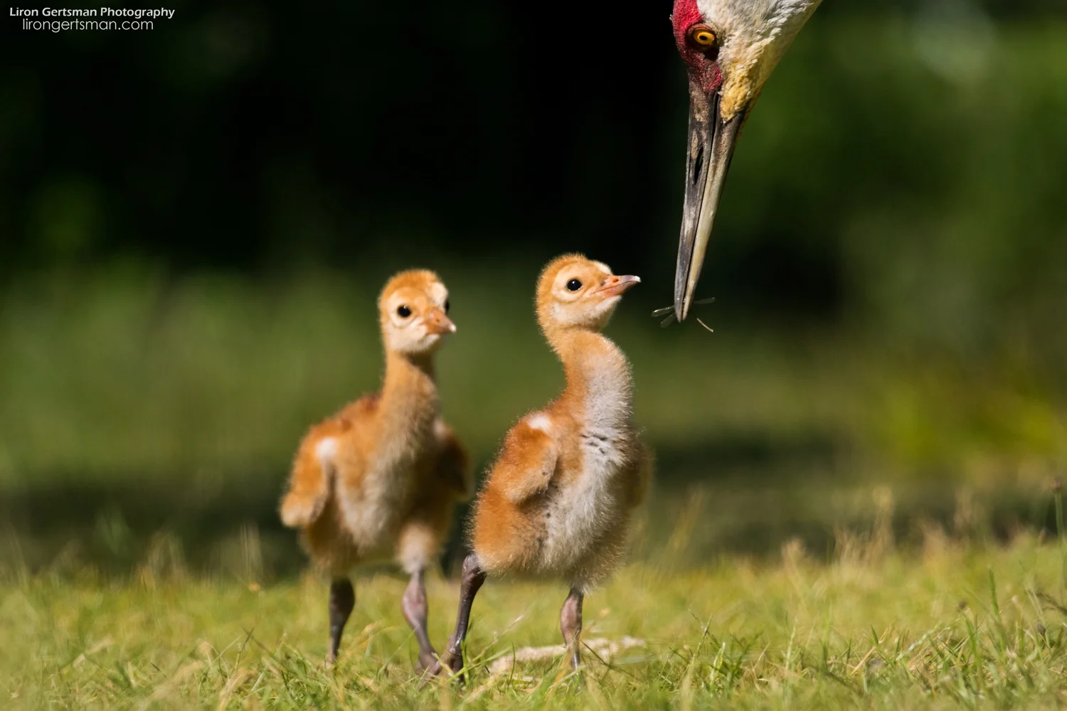 Sandhill-Crane-colts-crop-1-web.jpg