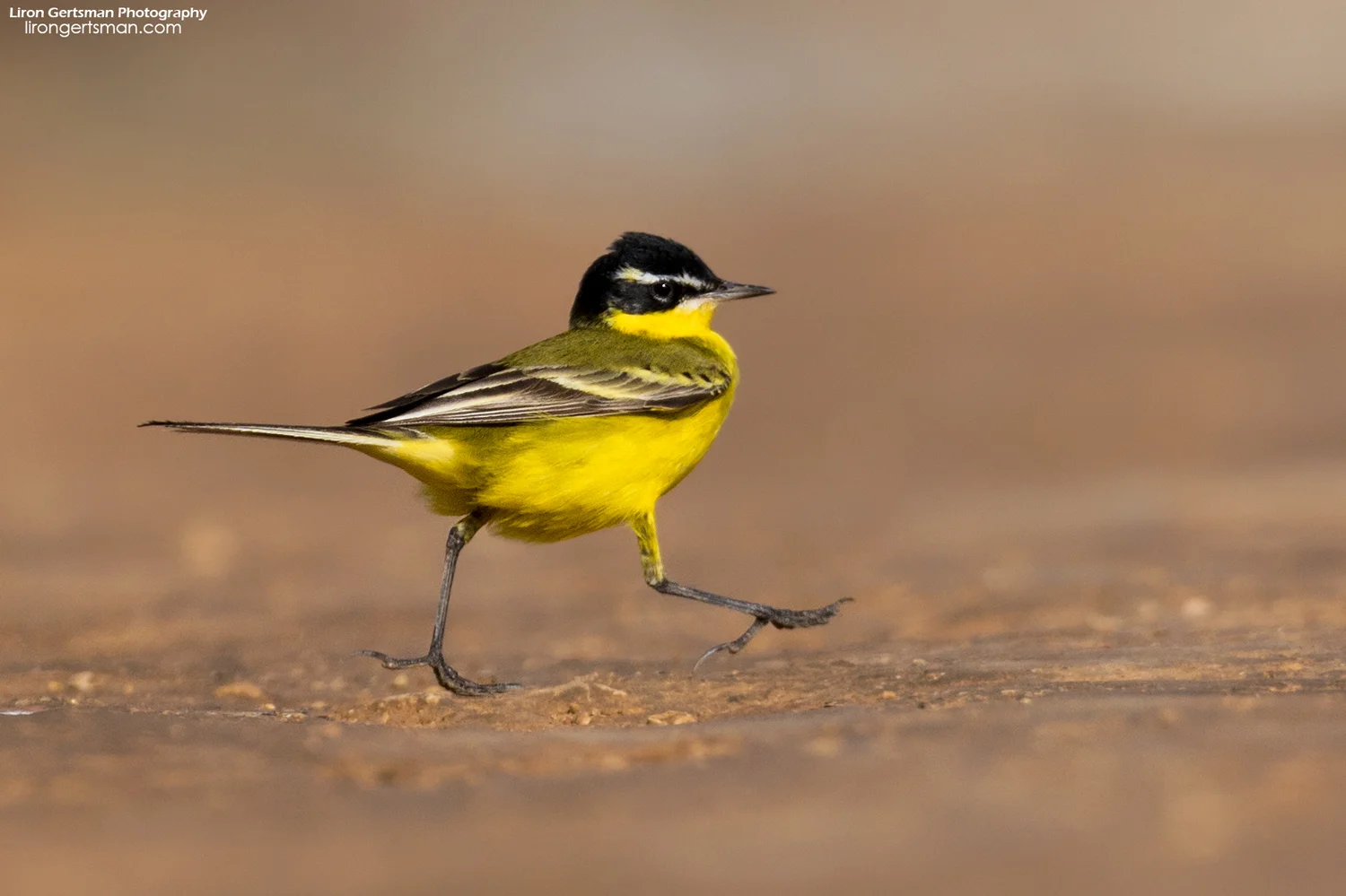 Yellow-Wagtail-2-web.jpg
