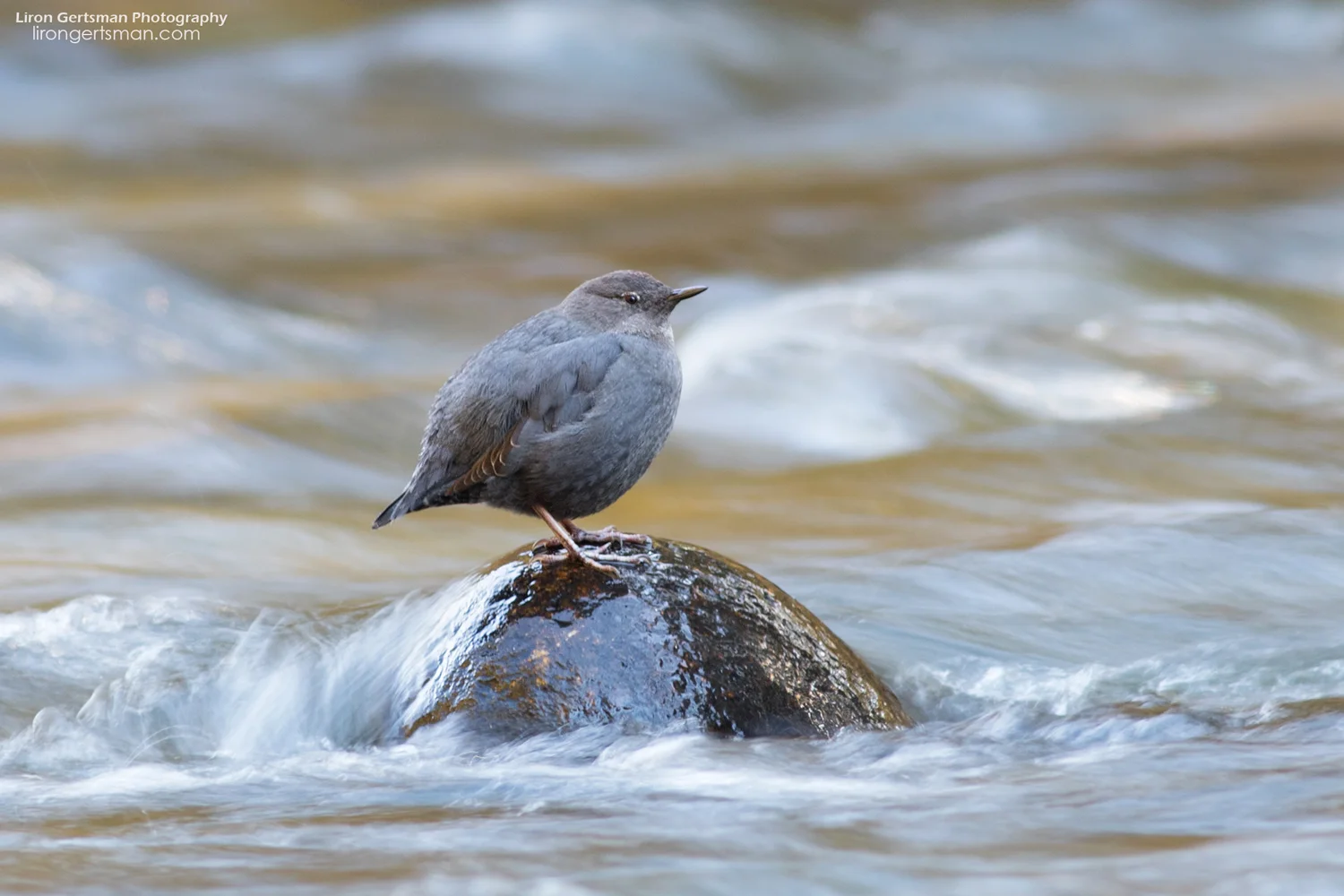 American-Dipper-2-web.jpg