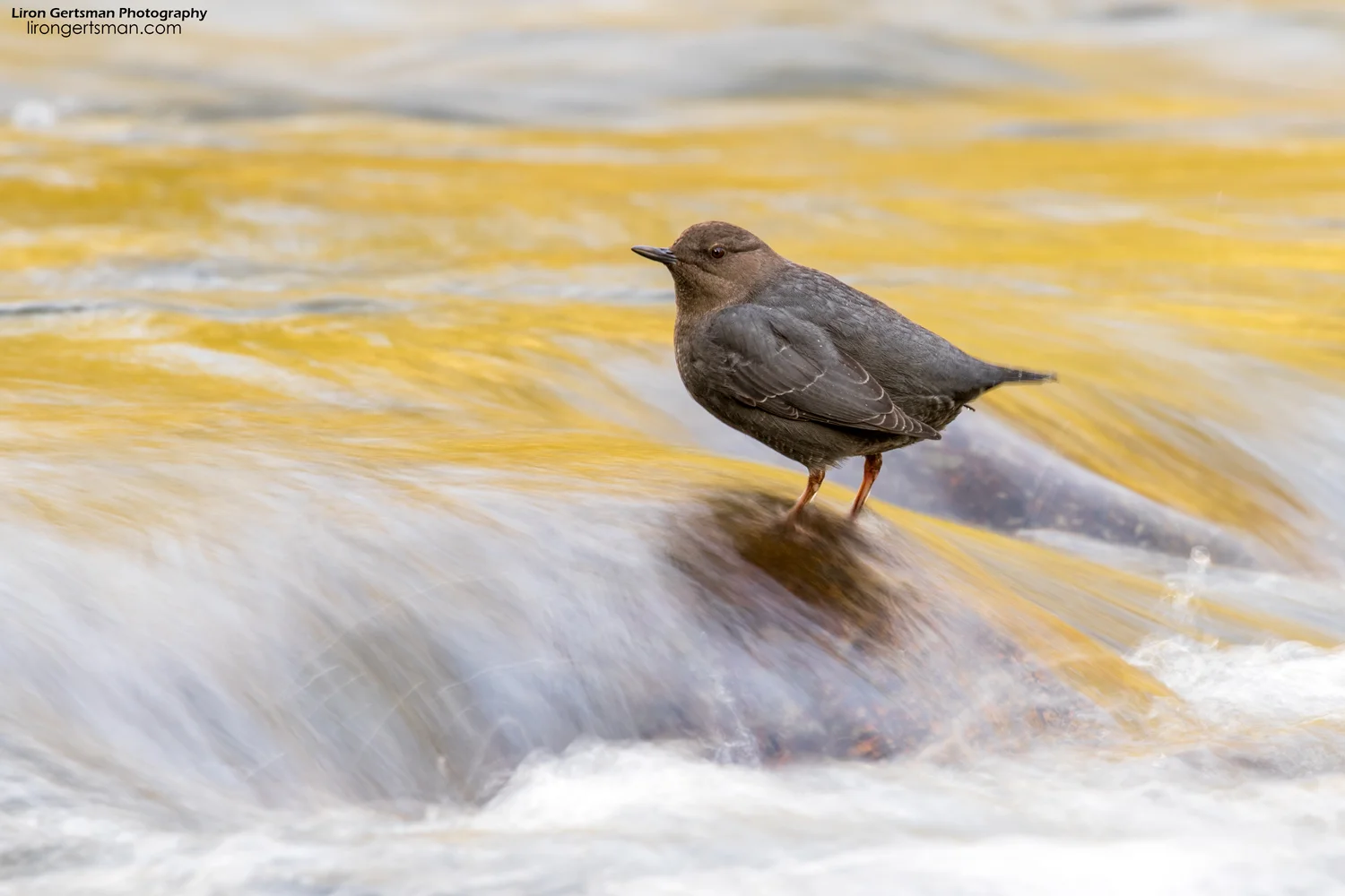 American-Dipper-web (2).jpg