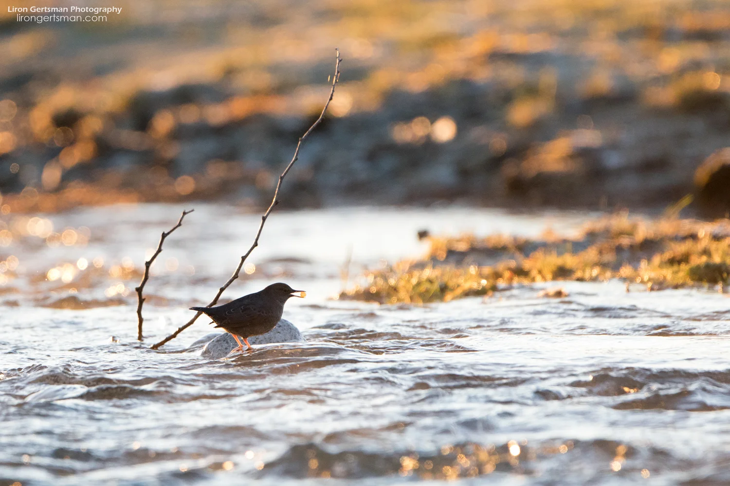 American-Dipper-web.jpg