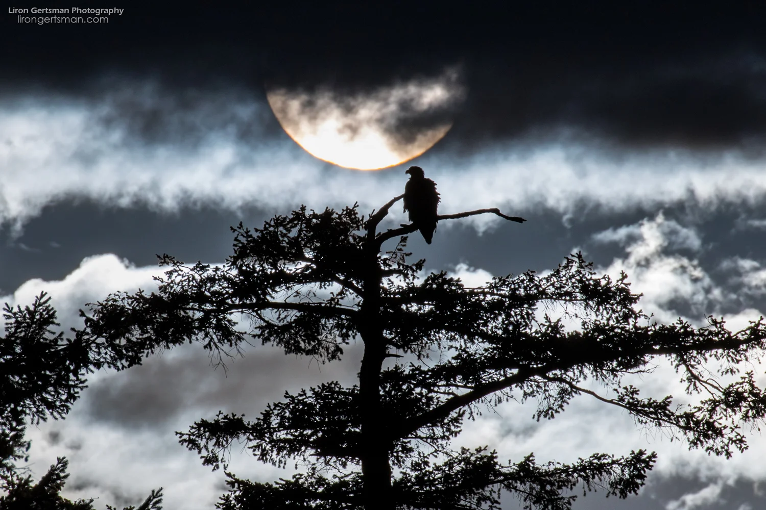 Bald-Eagle-with-sun-web.jpg