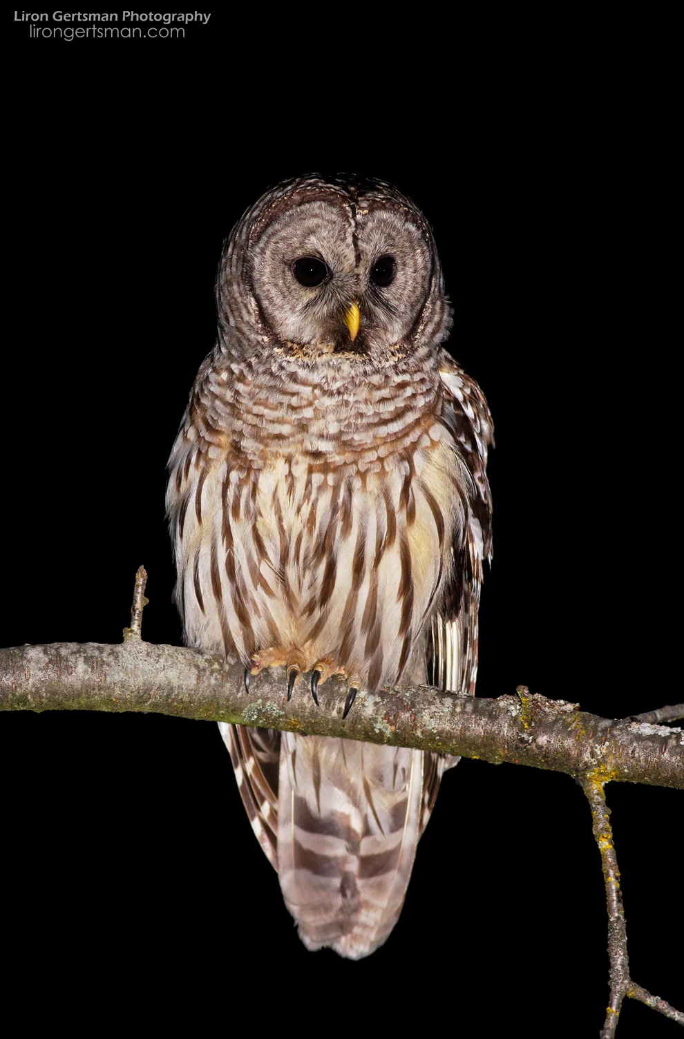 Barred-Owl-02-web.jpg