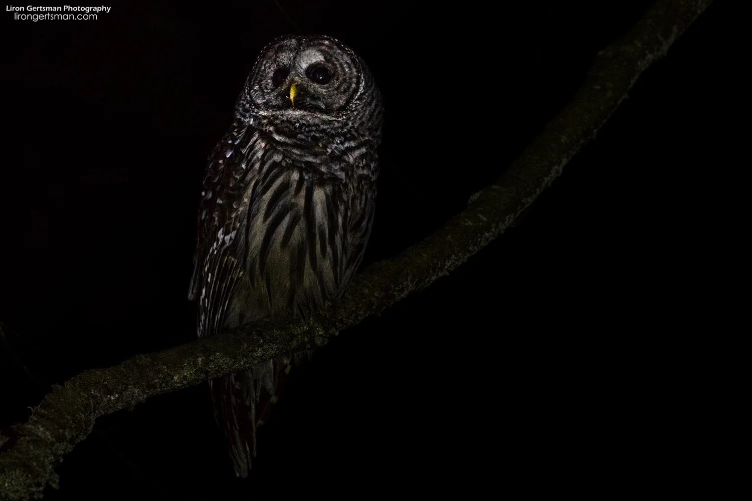 Barred-Owl-web_final.jpg