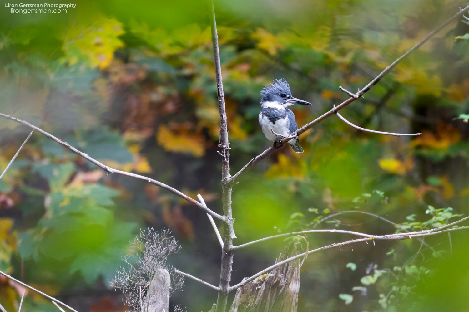 Belted-Kingfisher-web.jpg