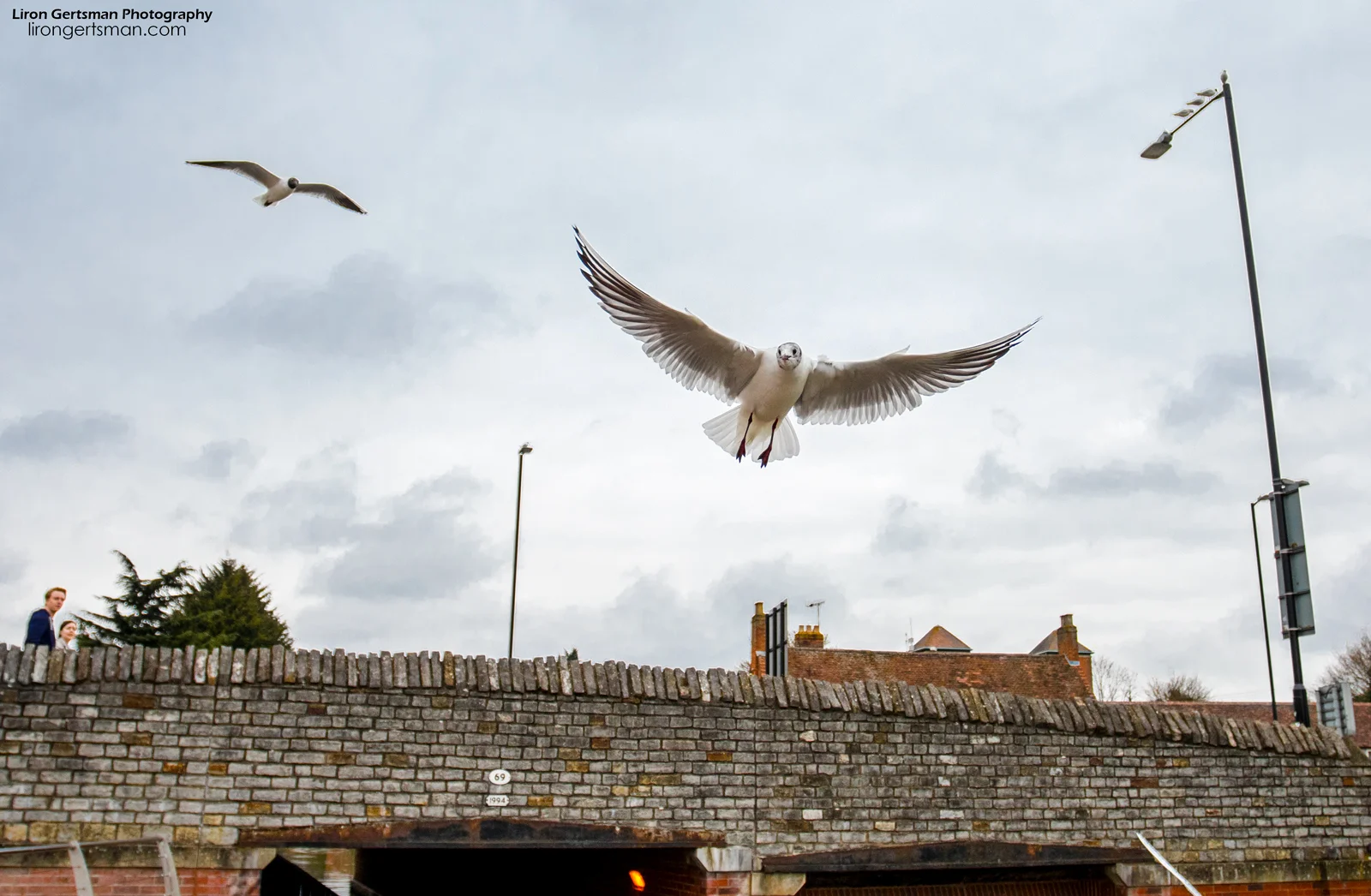 Black-headed-Gulls-wide-web.jpg
