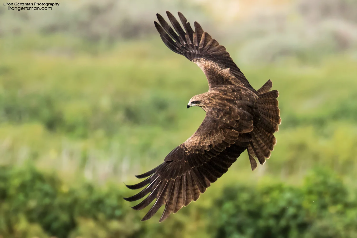 Black-Kite-web.jpg