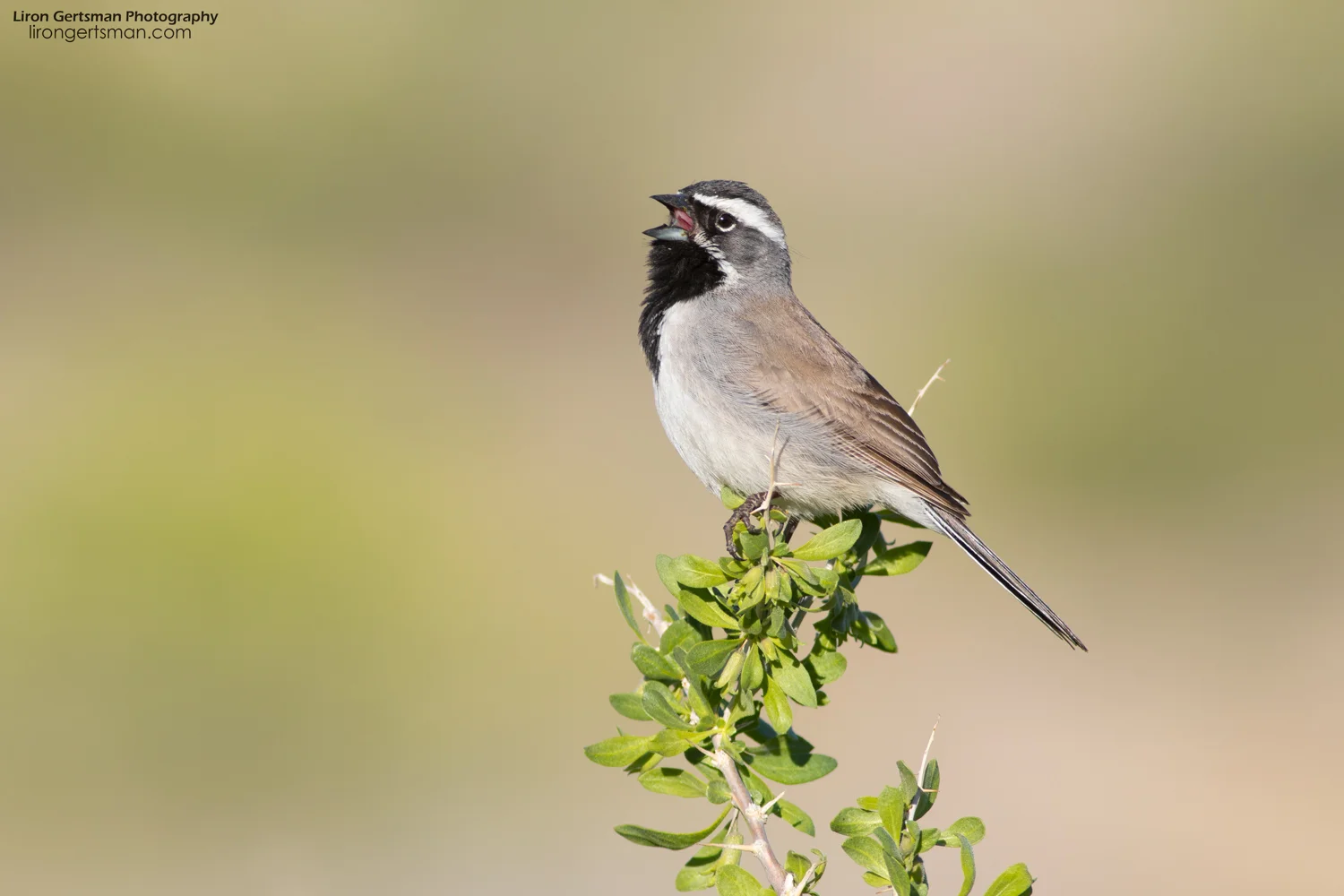 Black-throated-Sparrow-web.jpg