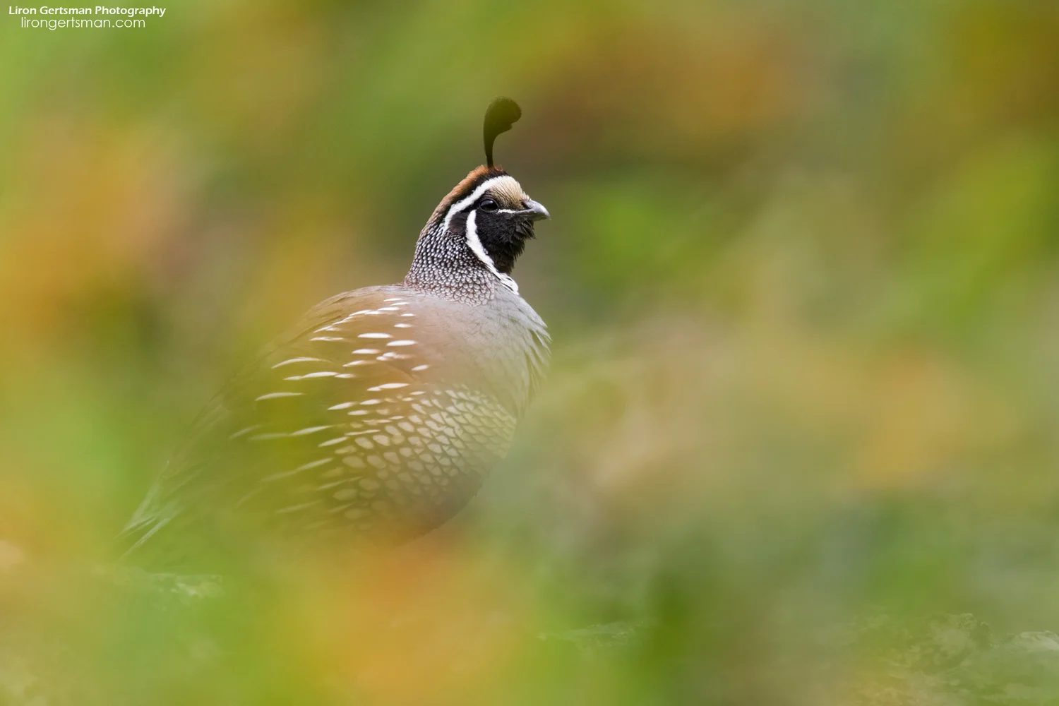 California-Quail-web.jpg