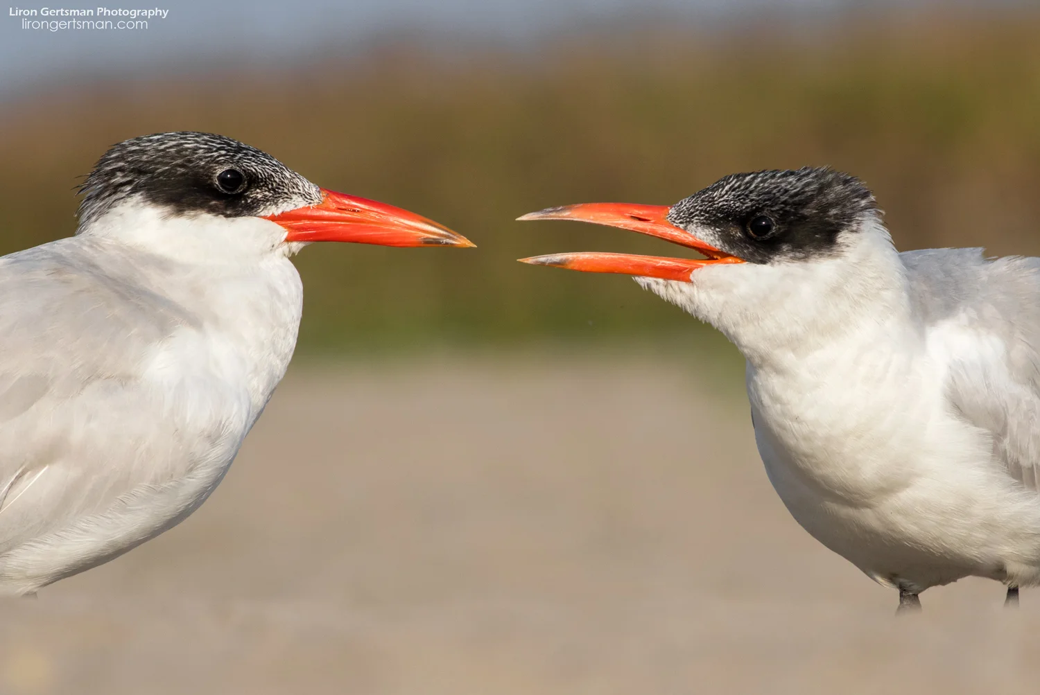 Caspian-Terns-01-web.jpg