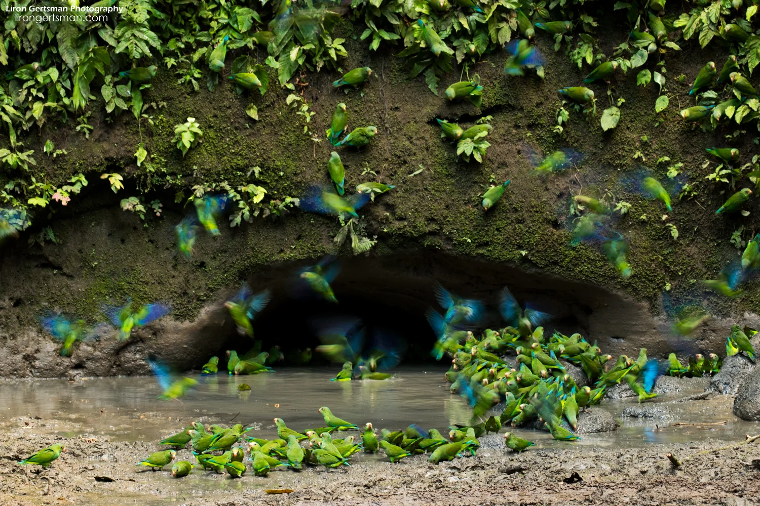 Cobalt-winged-Parakeets-web.jpg