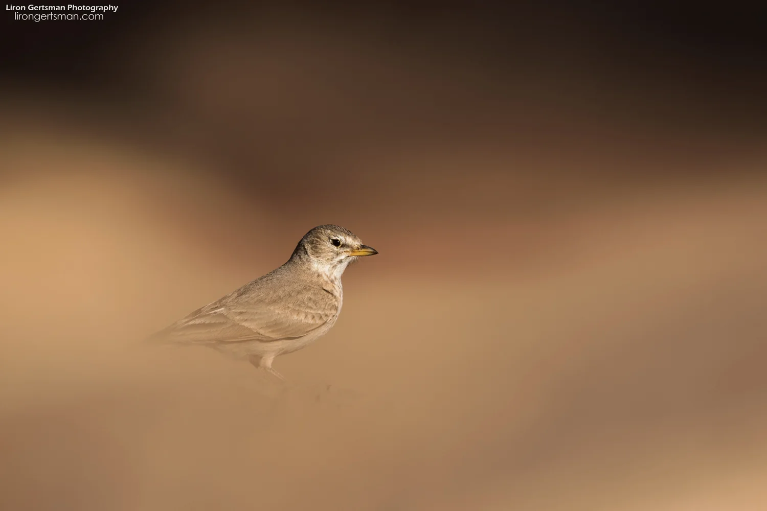 Desert-Lark-2-web.jpg