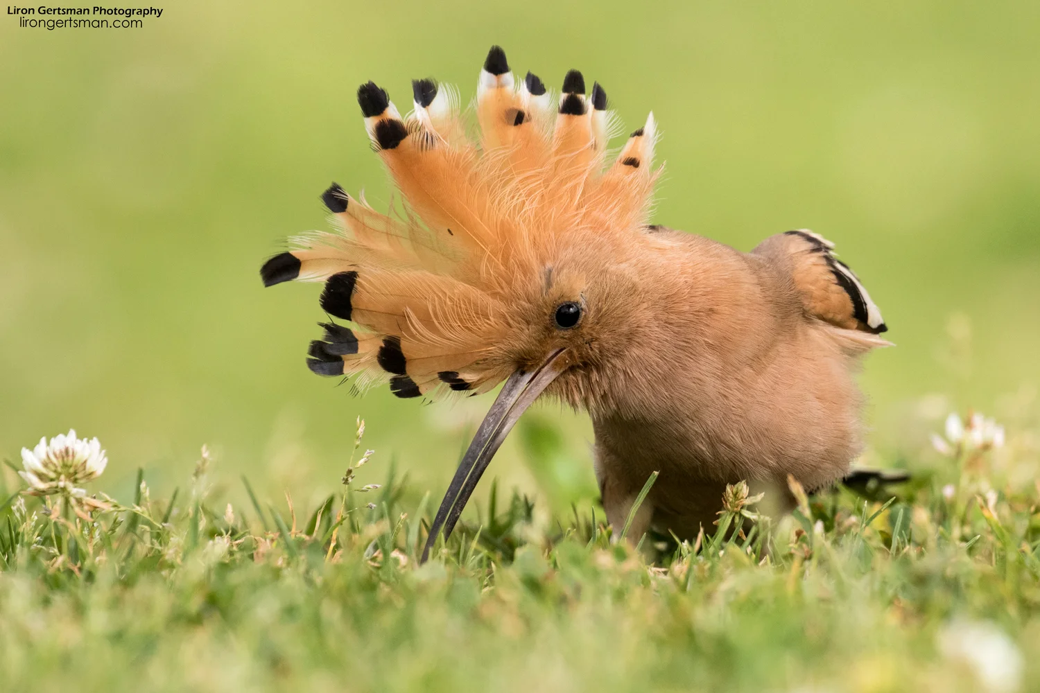 Eurasian-Hoopoe-2-web.jpg