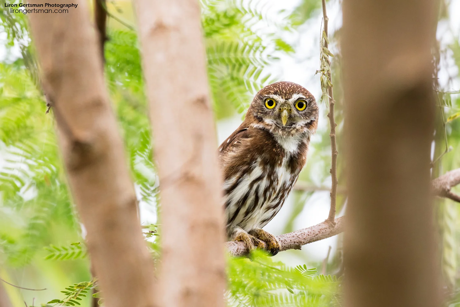 Ferruginous-Pygmy-Owl-2-web.jpg