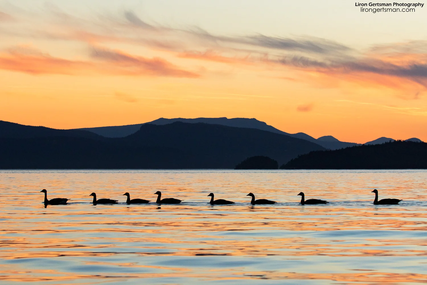 geese-at-sunset-3-web.jpg