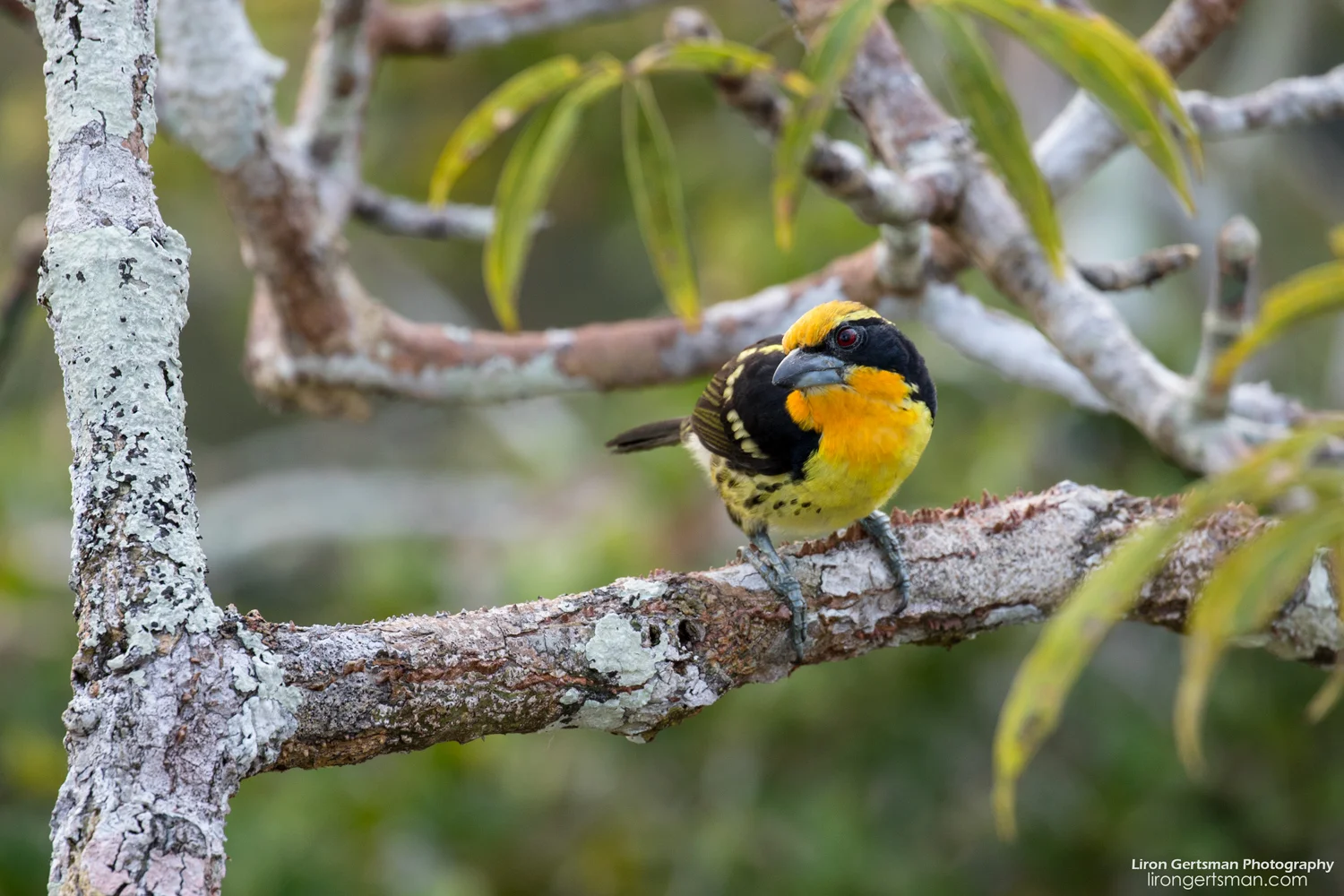 Gilded-Barbet-web.jpg