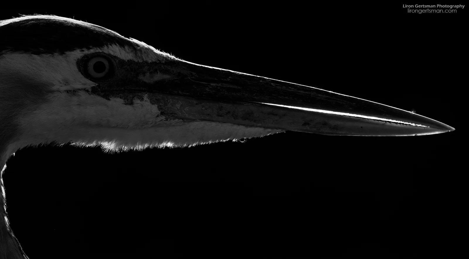 Great-Blue-Heron-abstract11-web.jpg